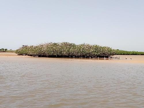MAISON FLORAL in Saly