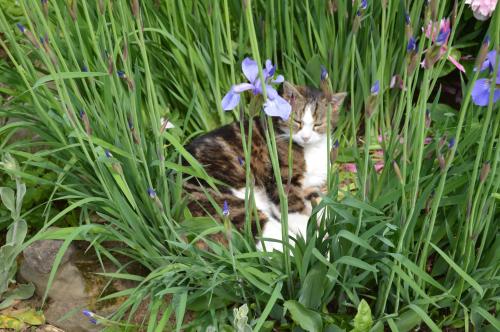 Ferienhaus Stockli - image 8