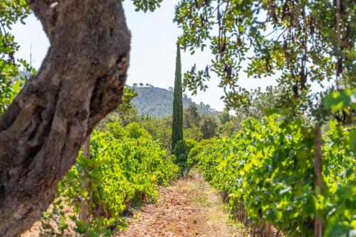 Agroturismo Filicumis - image 11