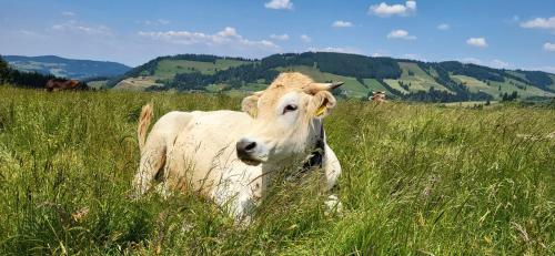 Ferienwohnung Almruhe mit Pool und Sauna & direkt am Skilift