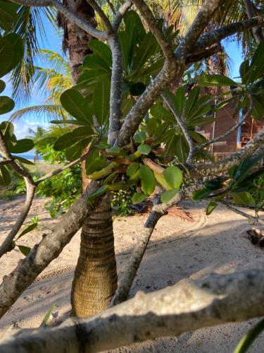 Anda Di Hows Hostel – Placencia