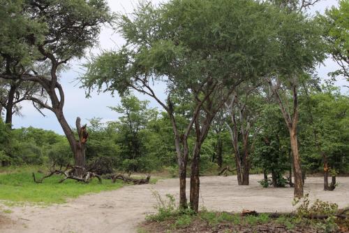 Skats, Acacia Camping in Chiro Pan