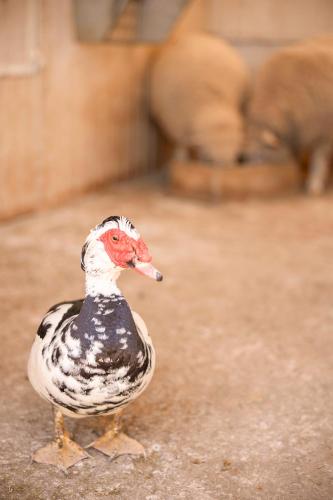 Evora Farm Hotel & Spa - image 5