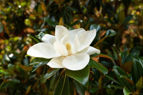 Borghese Magnolia Suite, Rome (photo 3)