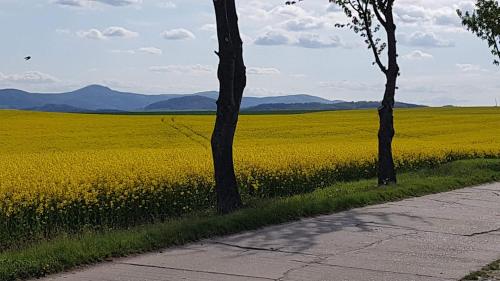 Auf-der-Muehlwiese