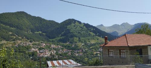 Primula, Metsovo (photo 10)