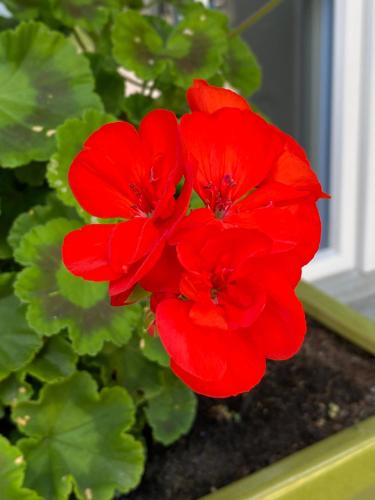 B&B tannen124 - image 11