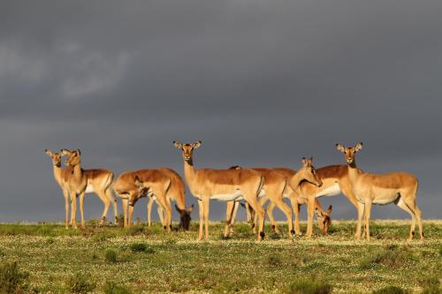 Indalu Game Reserve - image 3