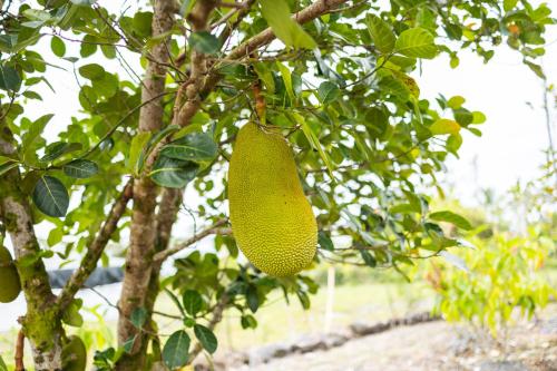 The Blissful Orchard