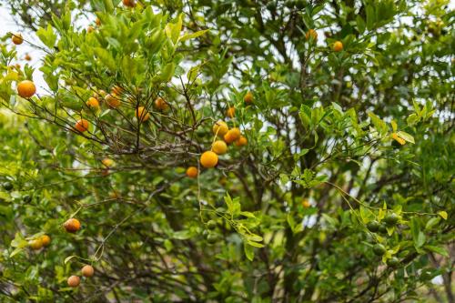 The Blissful Orchard