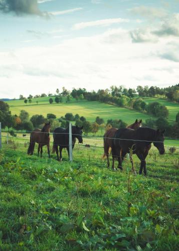 Urlaub auf dem Reiterhof Schaarschmidt in 大呂克斯瓦爾德