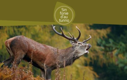  Chalet Migazzi in Cogolo