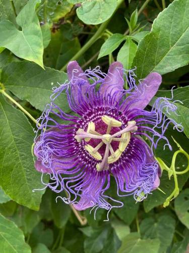 Gran’s Guest House Gran’s Guest House