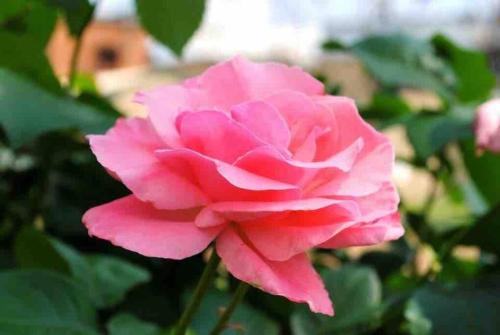 Gran’s Guest House Gran’s Guest House