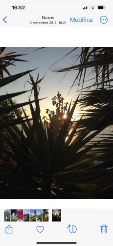 Ines’s Dream Ines’s Dream