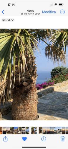 Ines’s Dream Ines’s Dream