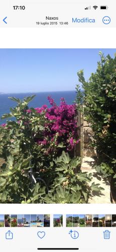 Ines’s Dream Ines’s Dream