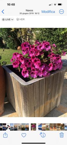 Ines’s Dream Ines’s Dream