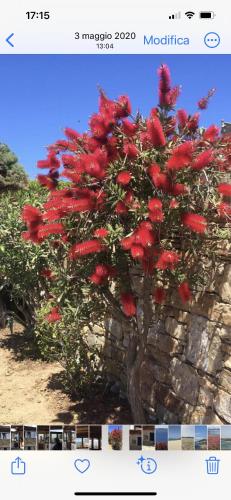 Ines’s Dream Ines’s Dream