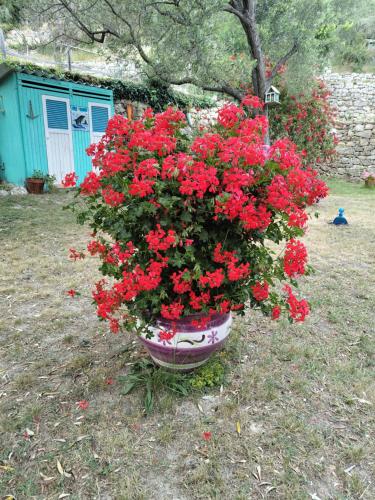 Villa Pierina - image 4