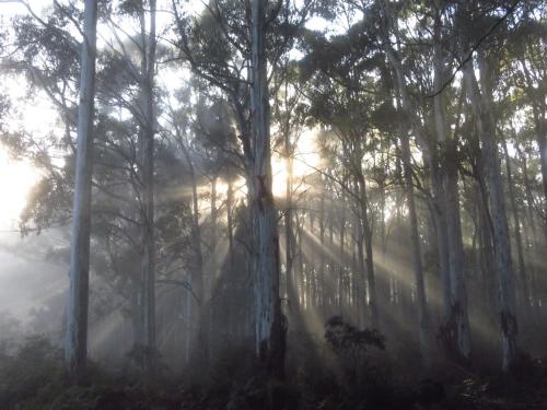 Sassafras Treehouse Private home in the Dandenong Ranges, Victoria