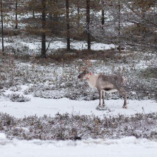 Kelohonkahuoneisto Käkriäinen B