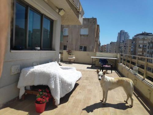 Huge balcony apartment