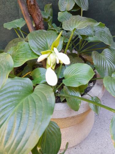 Shadowlily - image 3