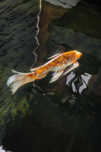 The Koi House with Pool 4