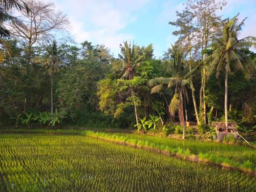 Pondok Diana Yuki