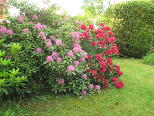 B&B Le Cottage Paris Saclay - main image