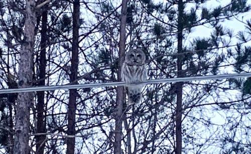 Life's a Hoot - image 3