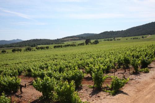 Domaine De Sigalous - image 11