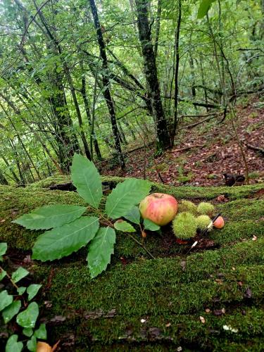  La Casina in Salaiola