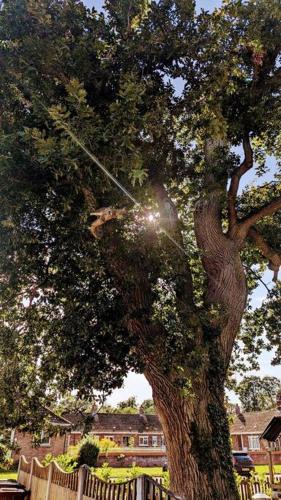 Oak Tree View - relax, reconnect, explore or work in 東哈林