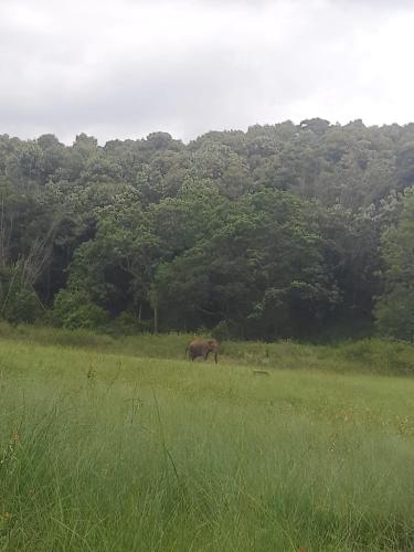 Deer Meadows Bandipur Mudumalai