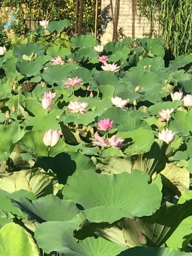 Trang An Homestay – Ninh Binh, OH