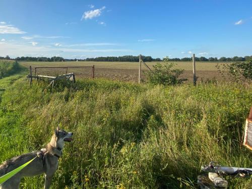 Ümbrus, Ferienwohnung Landlust - ideal für Hundefreunde und Monteure, free WLAN & Parken, Smart-TV (Ferienwohnung Landlust - ideal fur Hundefreunde und Monteure, free WLAN & Parken, Smart-TV) in Falkenberg/Elster
