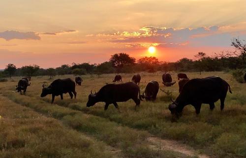 Bushwa Private Game Lodge