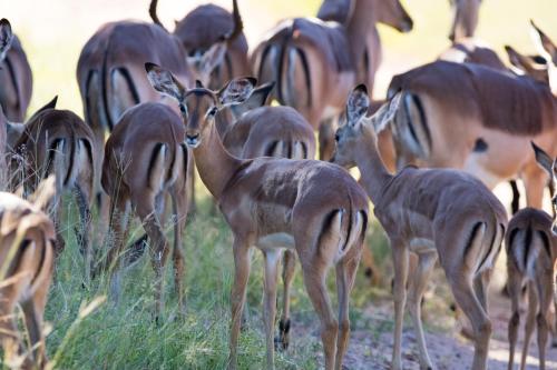 Bushwa Private Game Lodge