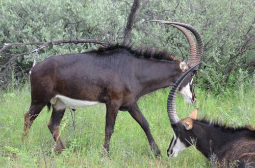 Bushwa Private Game Lodge