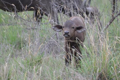 Bushwa Private Game Lodge