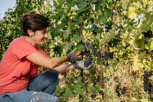 Il Querciolo - Azienda biologica, Agriturismo e Cantina