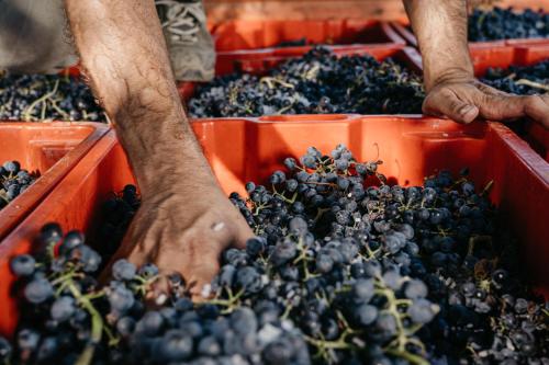 Il Querciolo - Azienda biologica, Agriturismo e Cantina