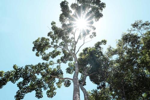 Amazing new House in the jungle Amazing new House in the jungle