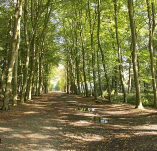 Навколишнє середовище, Luxe chalet met airco bij bos en zwemwater in Хевелавен