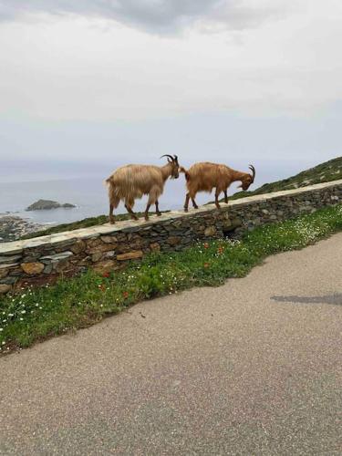 Villa Marie Cap Corse sentier douaniers