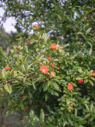 The house in the village The house in the village