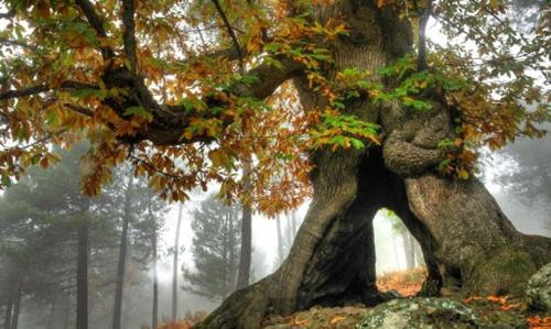 Közeli látványosságok, RURALRUT en El Tiemblo muy cerca de El Castañar y Valle de Iruelas y a tan solo 50 min de Madrid (GREDOS RURALRUT cerca del CASTANAR de El Tiemblo, Reserva Natural VALLE DE IRUELAS, alojamiento acog) in El Tiemblo