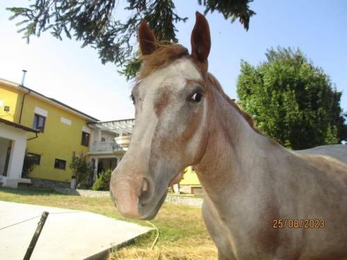Avventura e Relax a Bagnasco 1